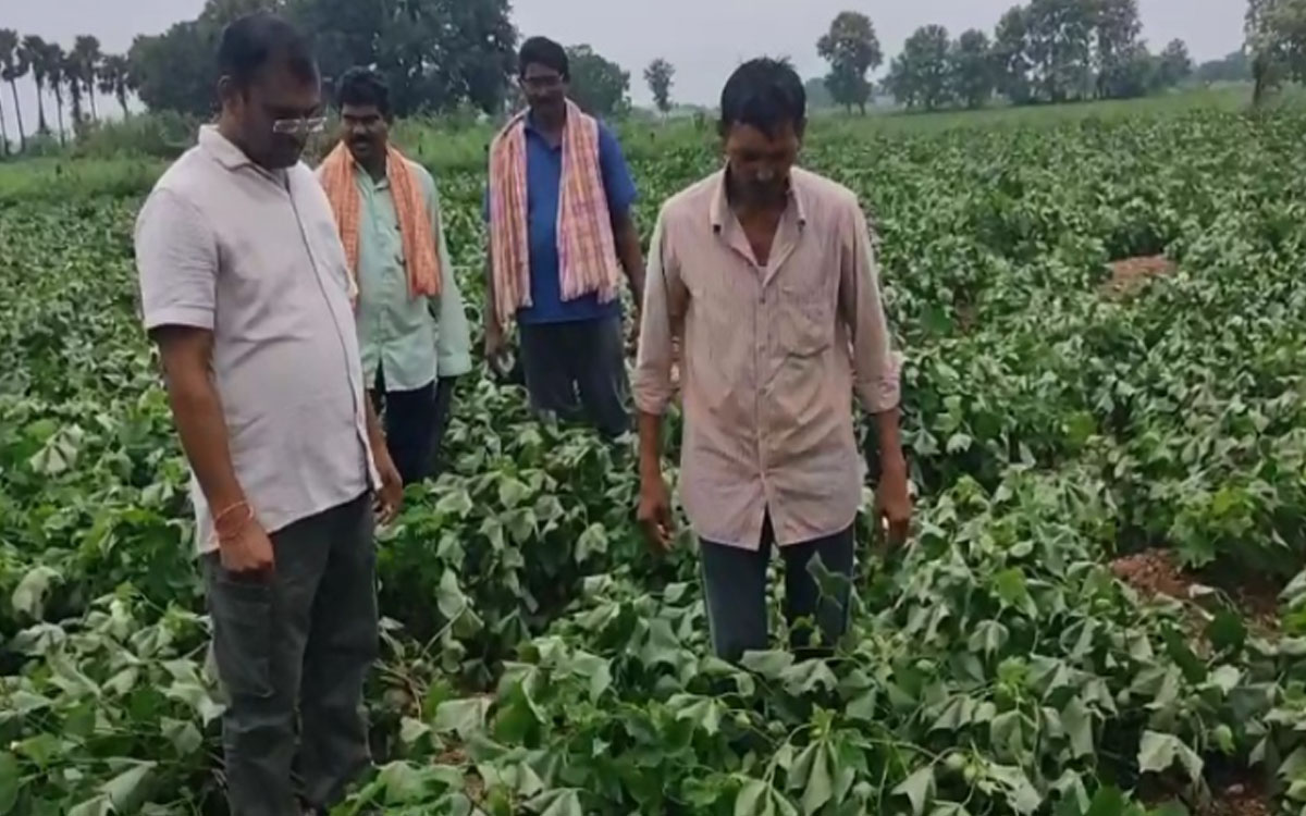 బూర్గంపహాడ్ మండలంలో ఈదురుగాలుల‌కు 250 ఎకరాల్లో నేలవాలిన పత్తి
