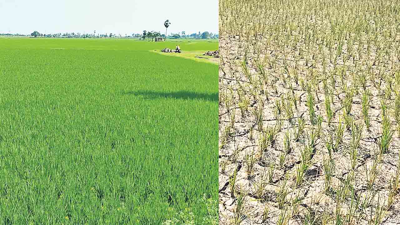 అక్కడ పచ్చని పైర్లు.. ఇక్కడ ఎండిన బీళ్లు