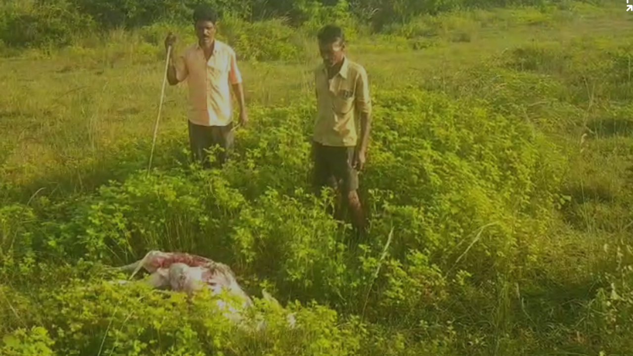 మెదక్‌ జిల్లాలో చిరుత సంచారం.. లేగ దూడ మృతి