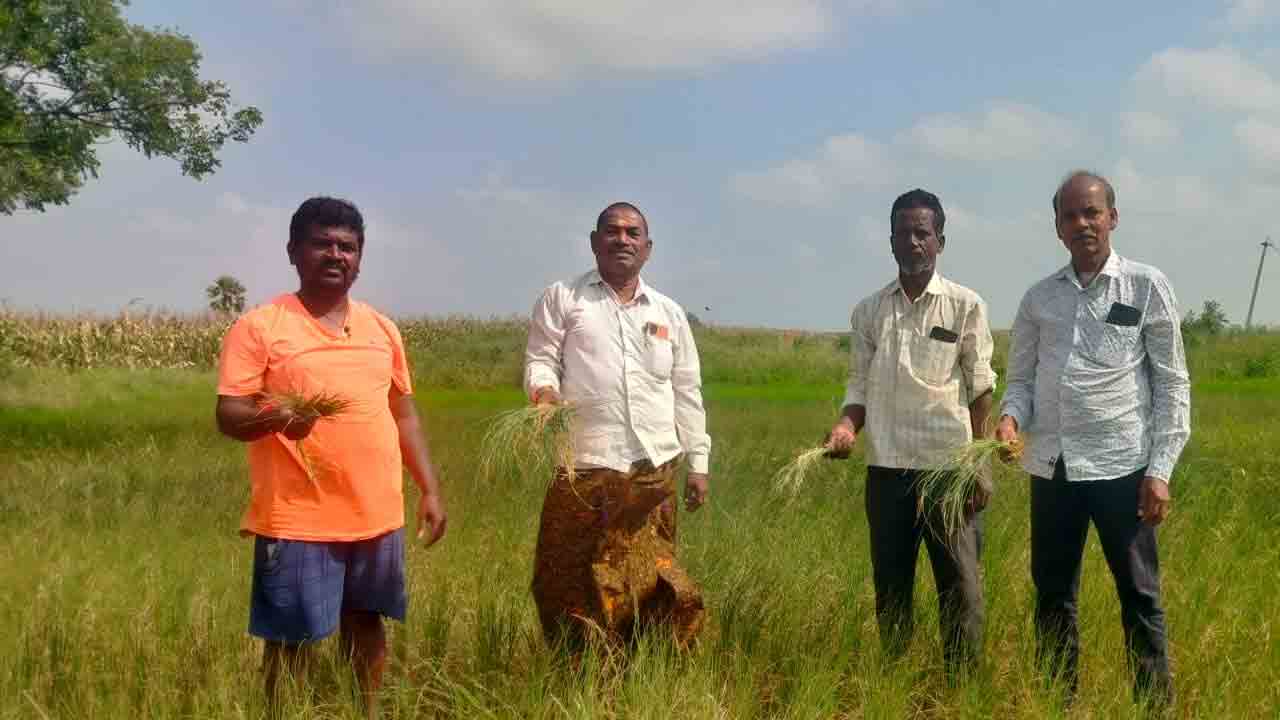 మద్దూరు, ధూళిమిట్ట మండలాల్లో నీళ్లు, కరెంటు లేక ఎండుతున్న పంటలు