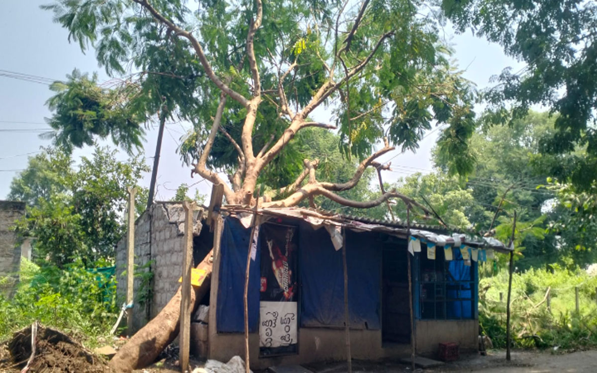 ఈదురుగాలులకు ఇంటిపై కూలిన భారీ వృక్షం