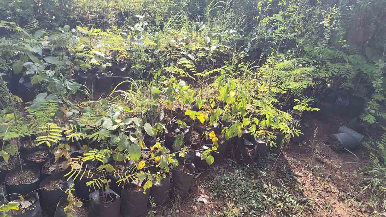 Nursery1