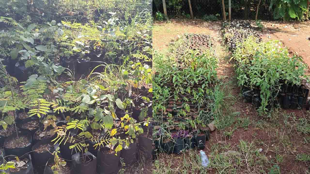 Nursery2