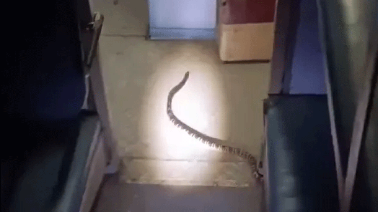 Snake in Train | రైలు బోగిలో పాము ప్ర‌త్య‌క్షం.. భ‌యంతో వ‌ణికిన ప్ర‌యాణికులు.. Video
