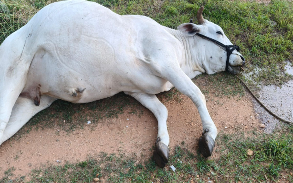 విద్యుత్ షాక్‌తో ఎద్దు మృతి