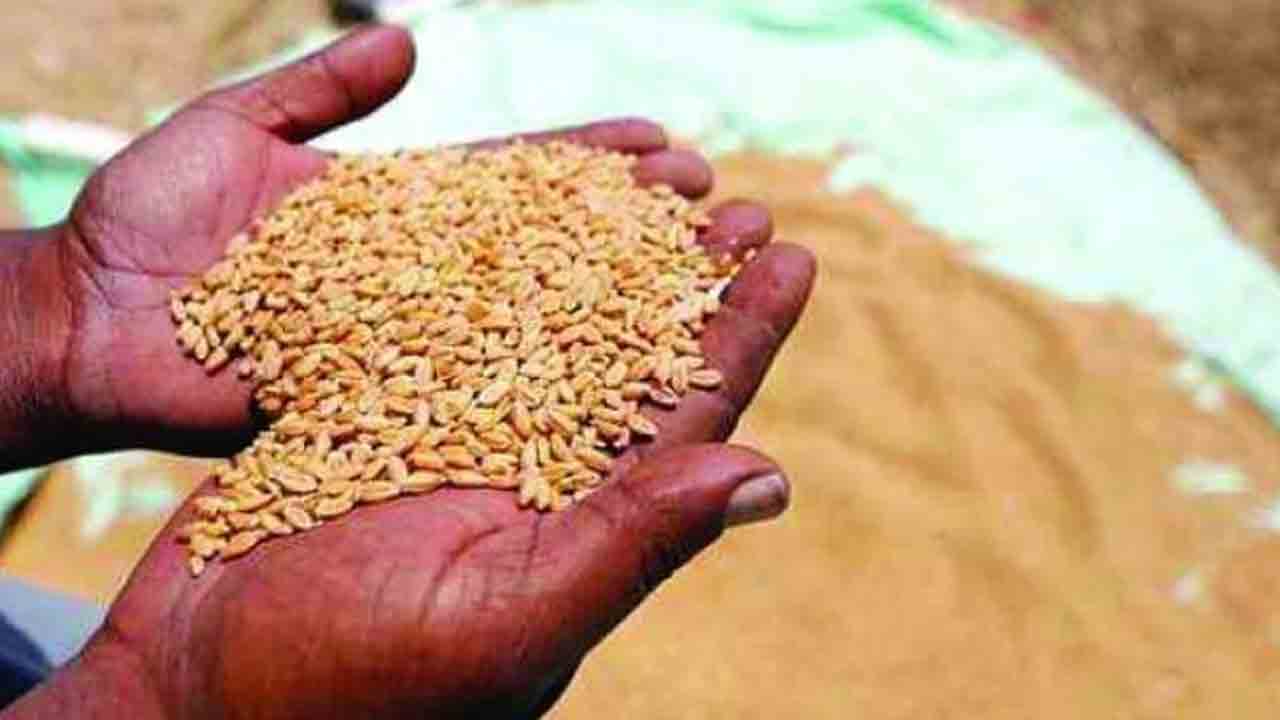 గోధుమలకు మద్దతు ధర 25 పెంపు
