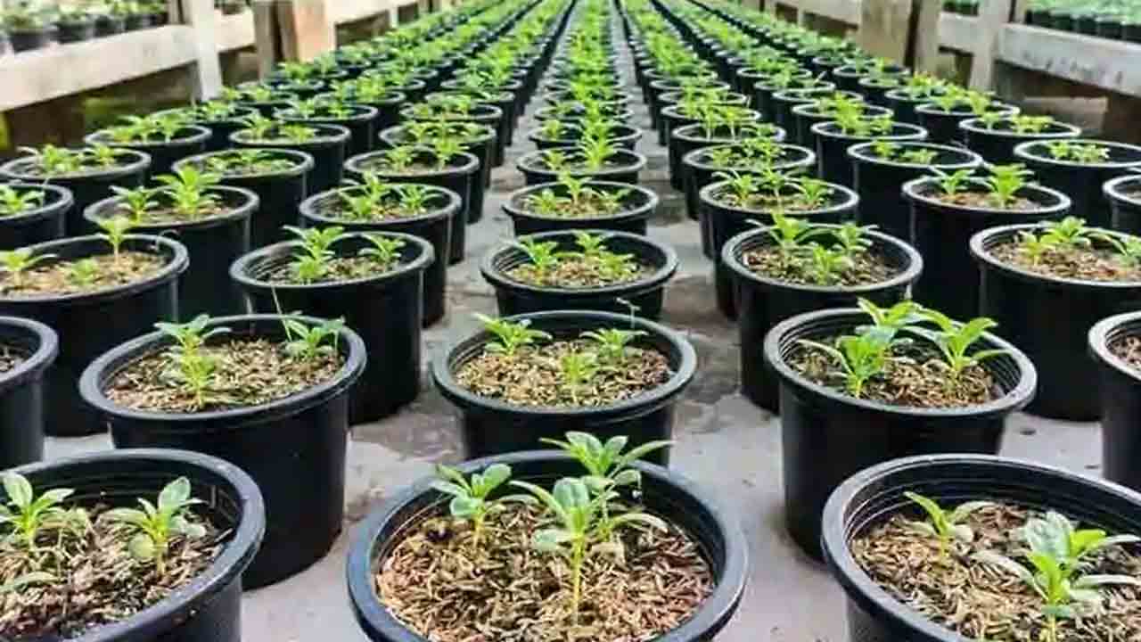 గ్రీనరీ మాటున లూటీ.. హెచ్‌ఎండీఏ ఖజానా దోపిడీకి సీఎంవో లెవెల్‌లో పైరవీలు