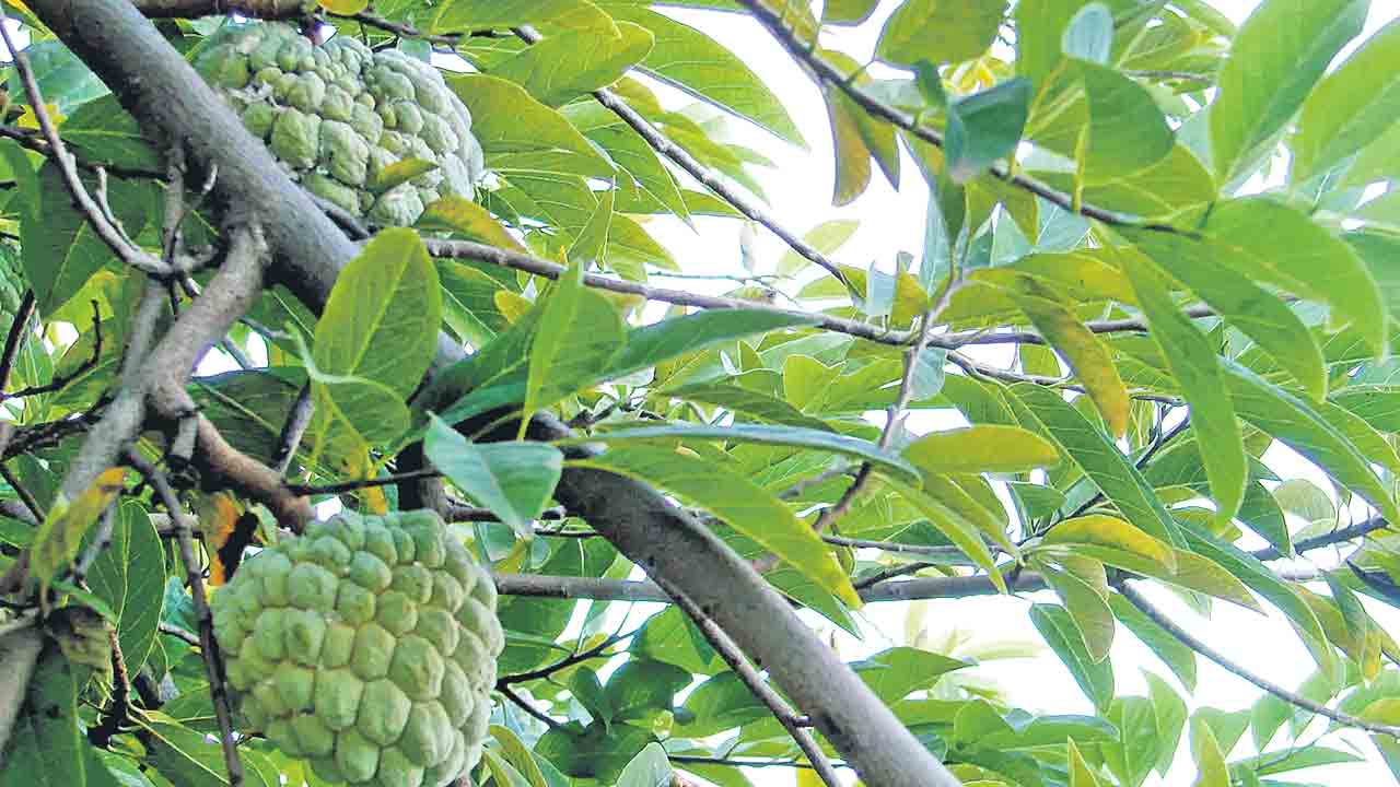 సీతాఫలంపైనా ఎల్‌ నినో ఎఫెక్ట్‌!
