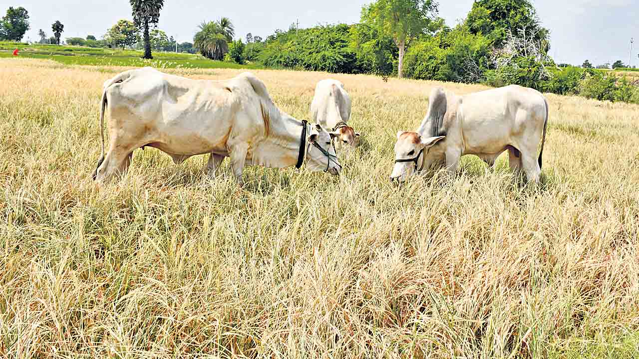 పంట నష్టం.. 20,000 కోట్లు!