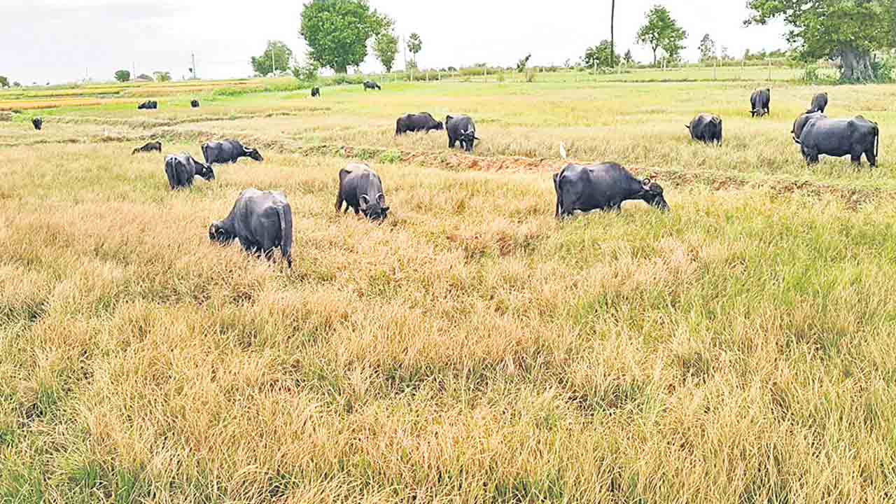 కాంగ్రెస్ తెచ్చిన కరువు