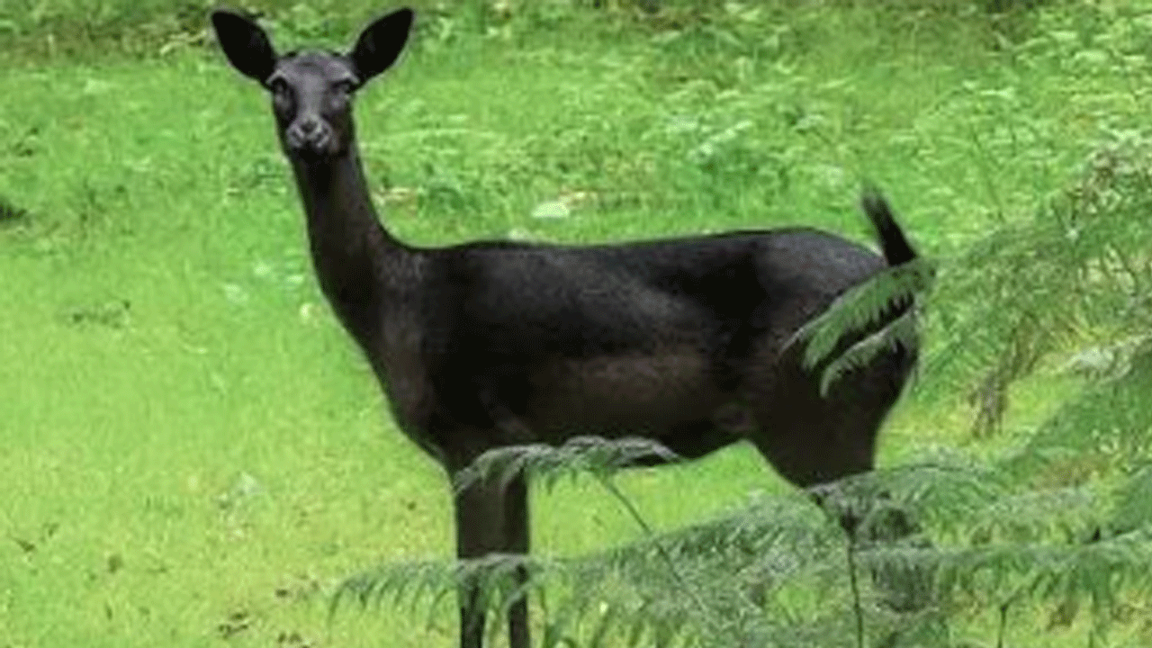 Black Deer | కుర్సియాంగ్ అడ‌వుల్లో మ‌రో న‌ల్ల‌జింక ప్ర‌త్య‌క్షం.. ప‌ర‌వ‌శించిన ప‌ర్యాట‌కులు..!
