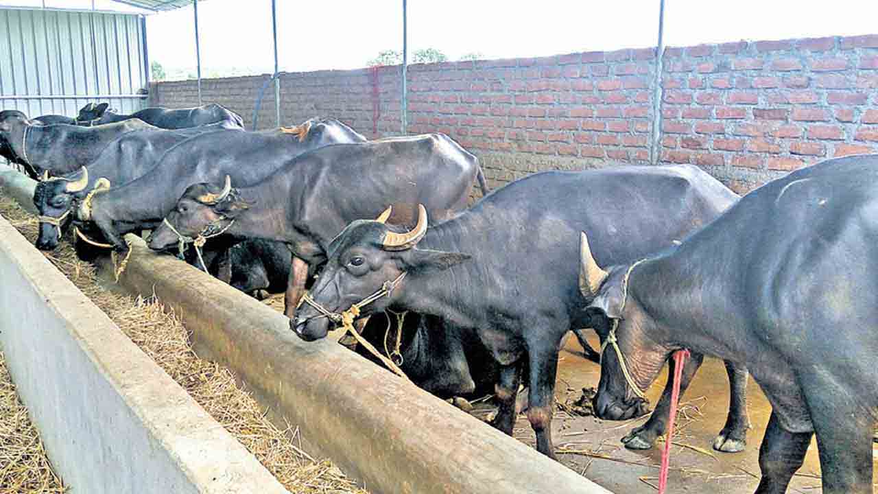 బర్రెల పంపిణీలో చేతివాటం