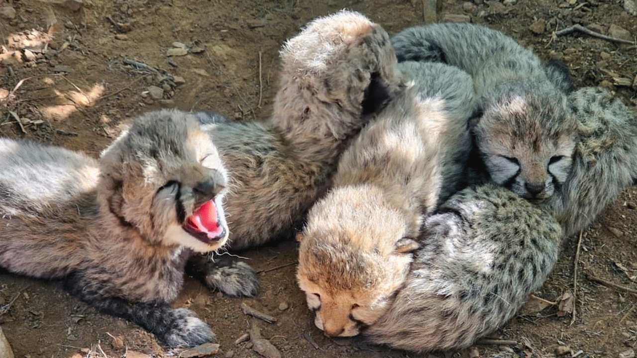Cheetah Cubs | మ‌రో 5 కూన‌ల జ‌న‌నం.. దేశంలో 60కి చేరిన చీతాల సంఖ్య‌..!