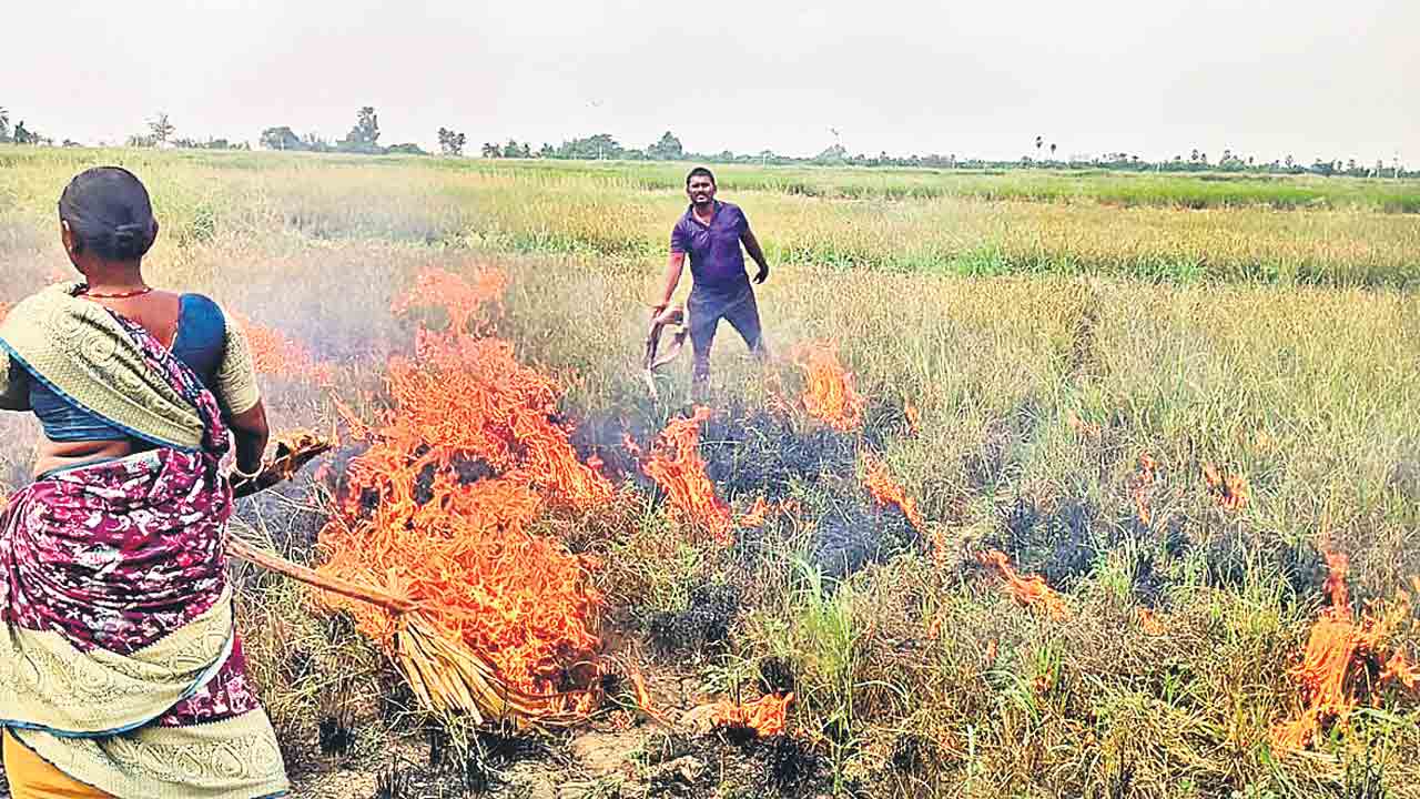 కడుపురగిలి పంటకు నిప్పు