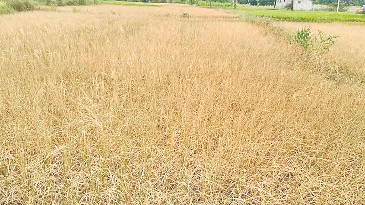 కరువు మండలంగా ప్రకటిస్తే ఉపశమనం!