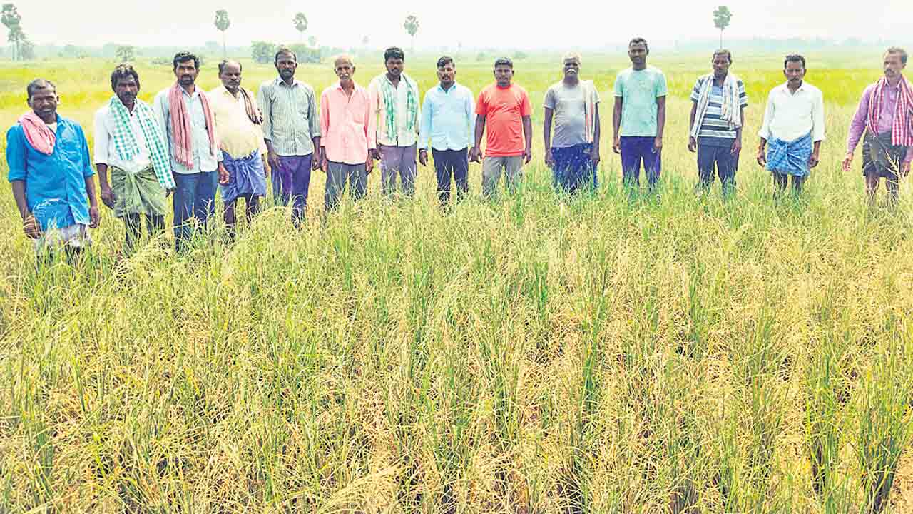 పంటలెట్ల ఎండుతున్నయంటే..?