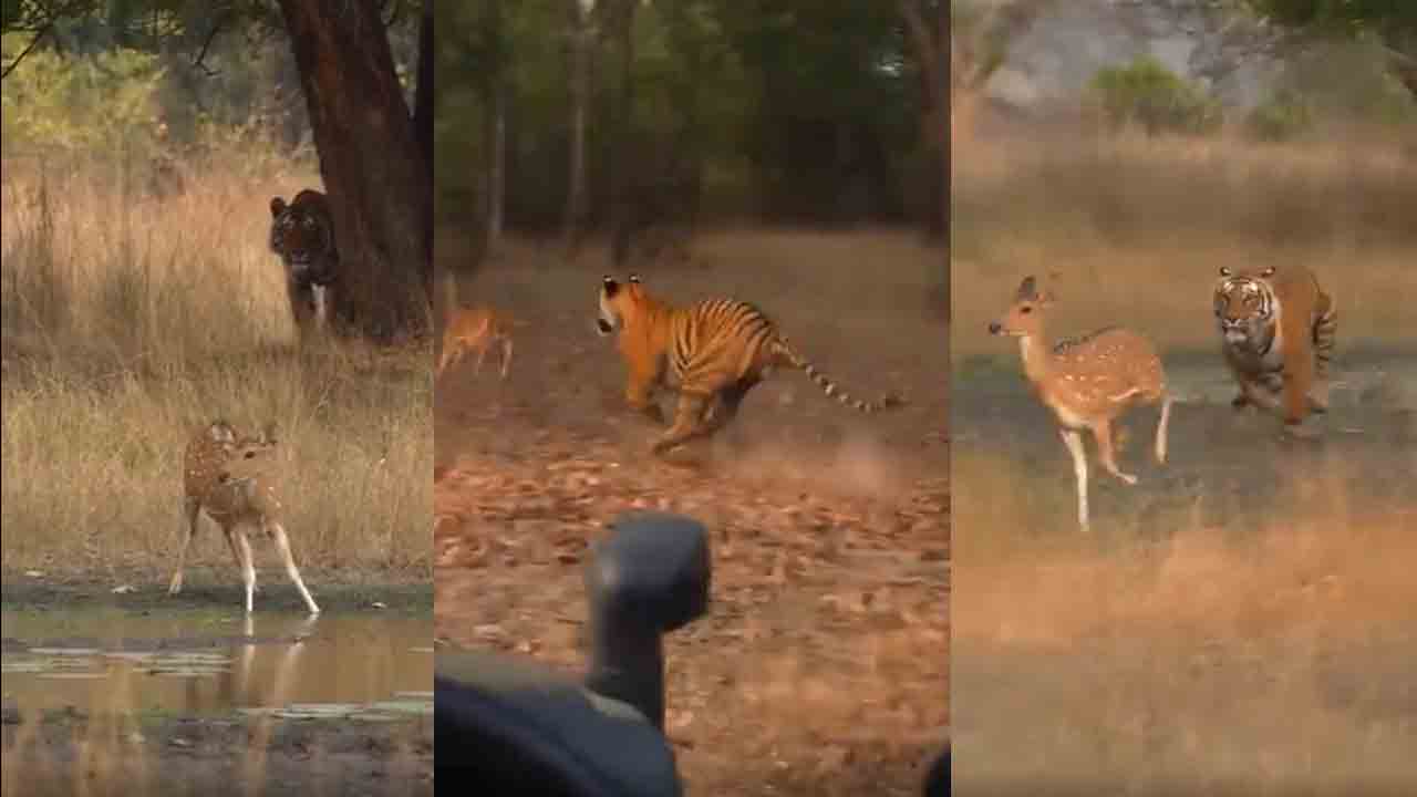 Deer Vs Tiger | పులి మాటువేసింది.. నెమ‌లి జింక‌ను కాపాడింది.. ఈ వీడియో చూడండి