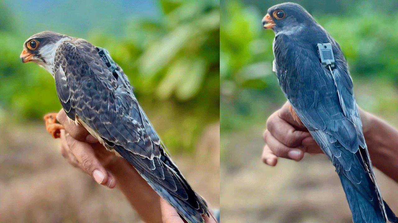Amur Falcons | ఏకంగా 23 దేశాలను చుట్టి మణిపూర్‌కు తిరిగొచ్చిన అమూర్ ఫాల్కన్స్‌..!