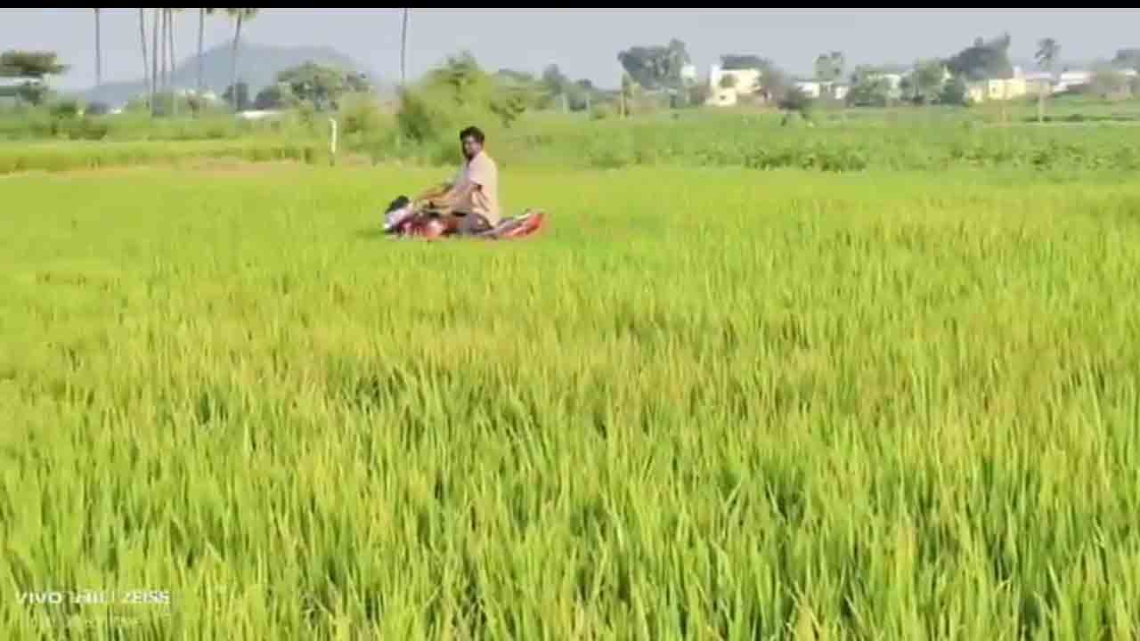 Farmer | వరి చేనులో బైక్‌ నడిపిన యువ రైతు.. ఈ వీడియో చూశారా..?