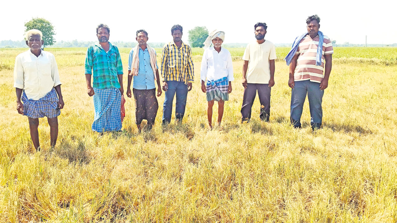 Farmers1