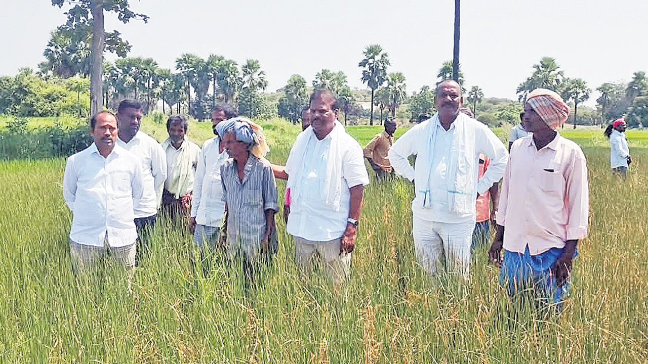 Farmers5