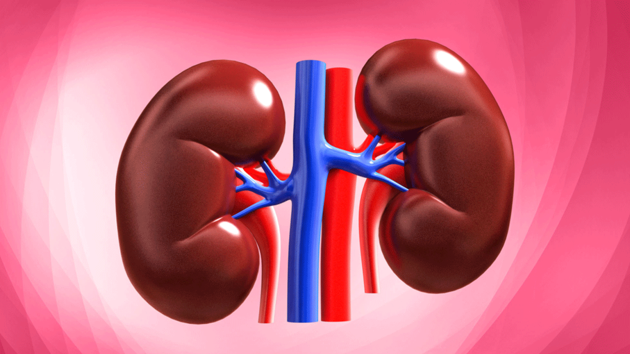 Kidney health | కిడ్నీలు ఆరోగ్యంగా ఉండాలంటే మీరు తీసుకునే ఆహారంలో ఇవి కచ్చితంగా ఉండాల్సిందే..!