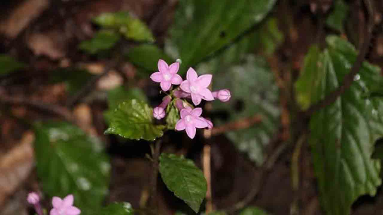 New Plant | అరుణాచల్‌లో రెండు కొత్త మొక్కల గుర్తింపు