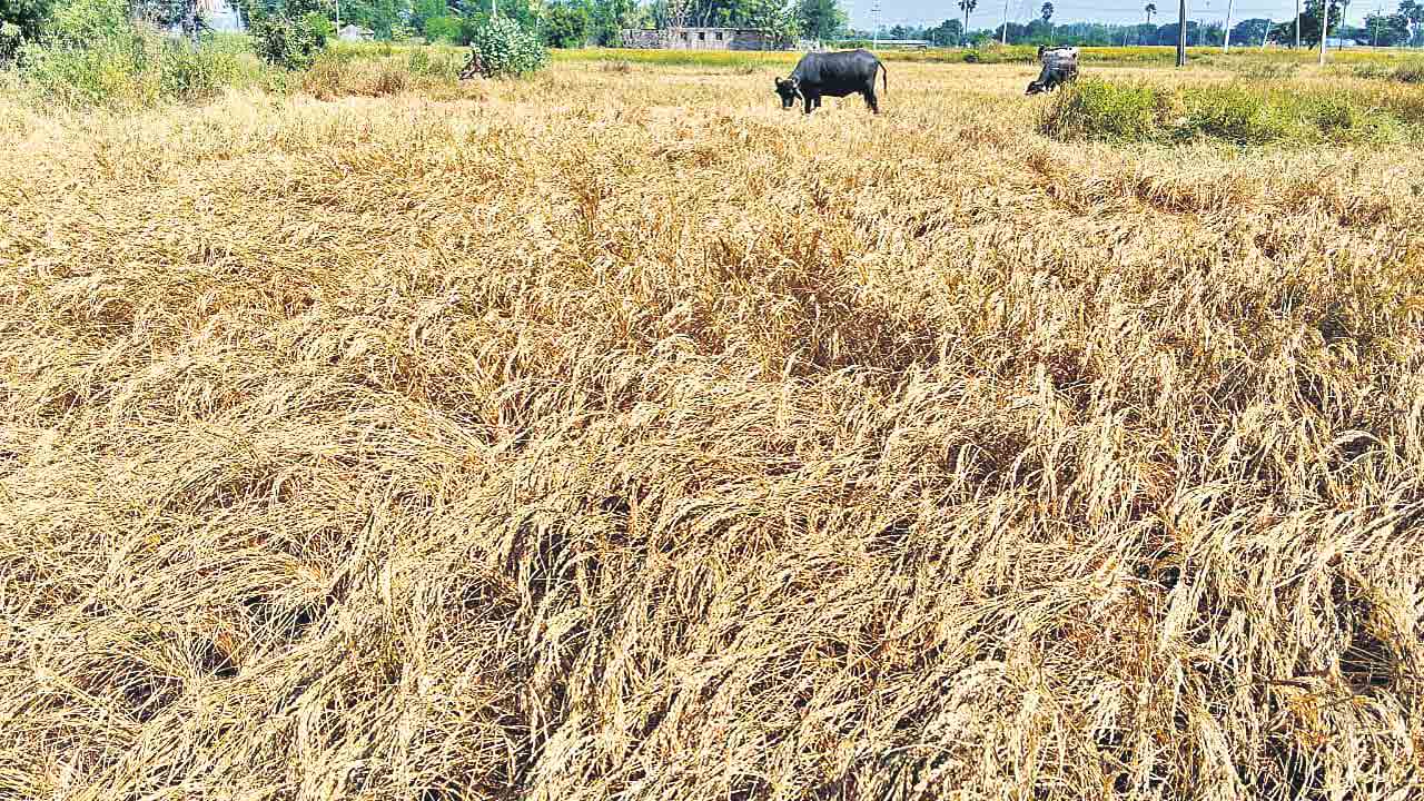ఎండితే మా ఖర్మే!