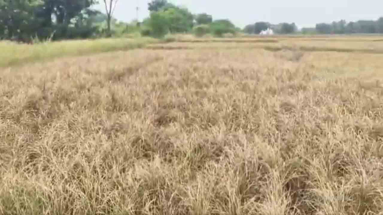 Paddy Crops | మంత్రి ఉత్త‌మ్‌కుమార్ రెడ్డి ఇలాకాలో పంట‌ల ప‌రిస్థితి చూడండి.. వీడియో
