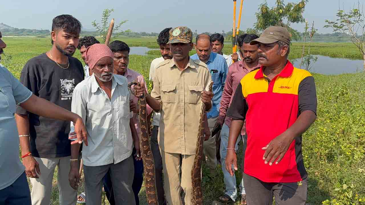 Python | చేపల వలలో చిక్కిన ఈ భారీ కొండచిలువను చూశారా..?