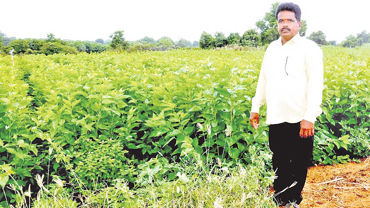పట్టుదలతో గెలిచాడు