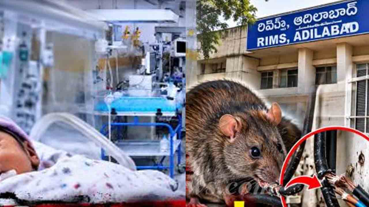 ఐదుగురు పసికందుల మృతికి ఎలుకలే కారణమట..!