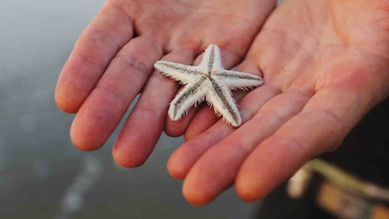 Star