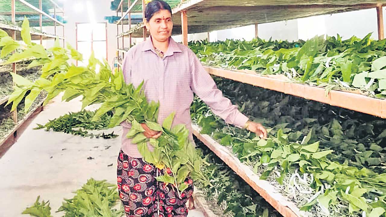 Sericulture