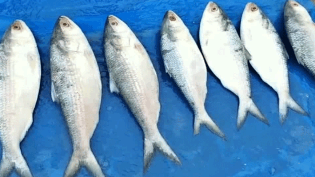 Vilasa Fishes