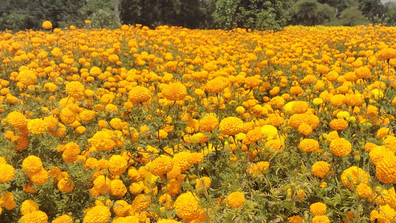 Flowers sale | రైతుకు కాసులు వ‌ర్షం కురిపిస్తున్న పూల పండుగ‌..!