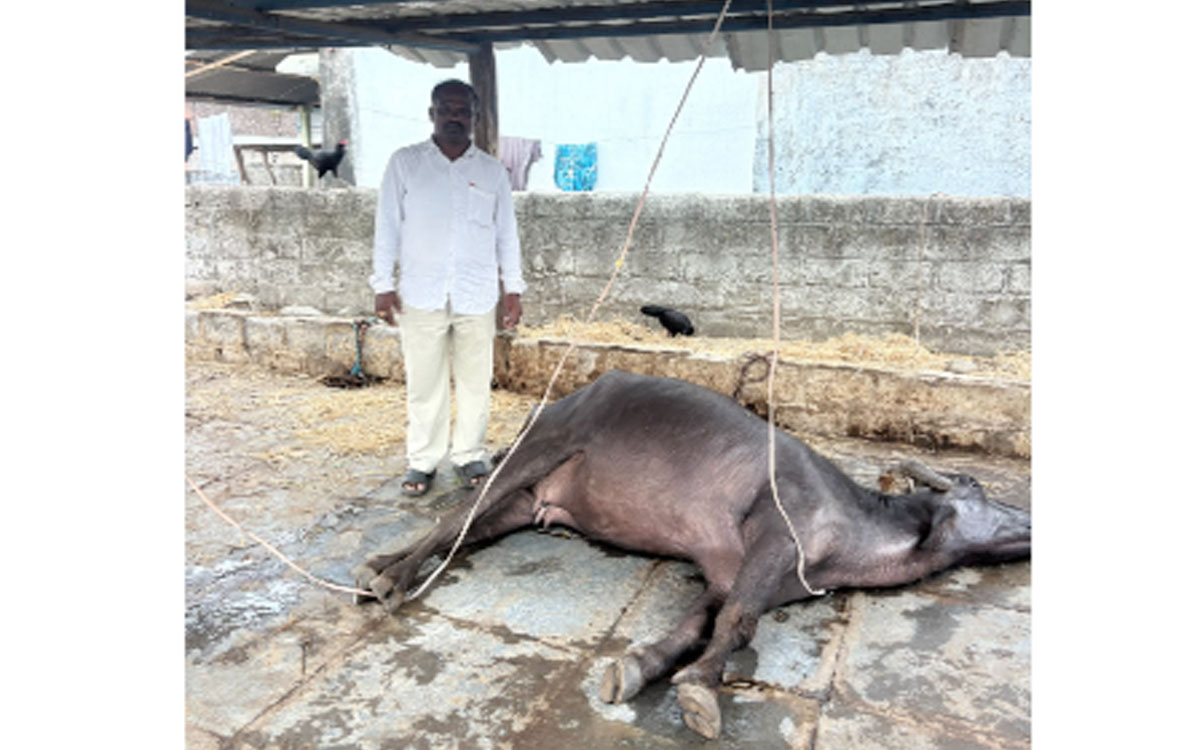 విద్యుత్ షాక్‌తో పాడి బ‌ర్రె మృతి
