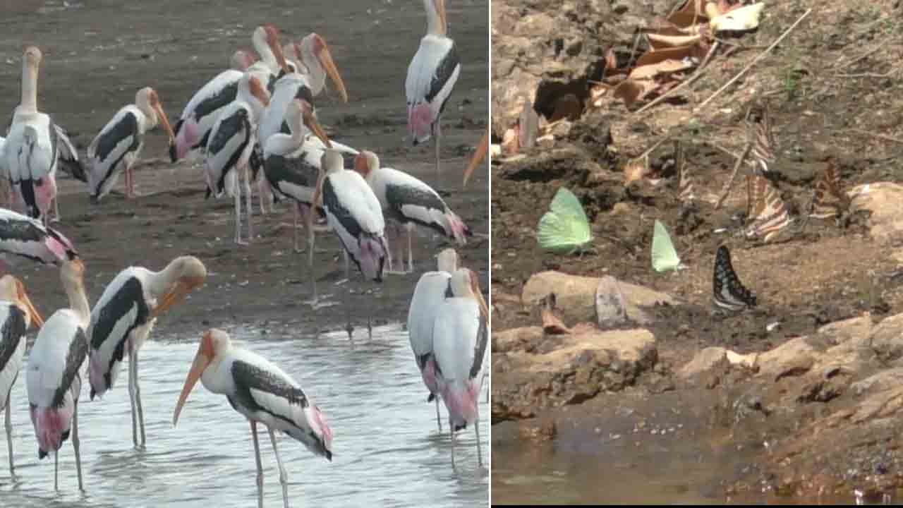 butterflies | రంగురంగుల సీతాకోకచిలుకలు, వాటర్ బర్డ్స్ సందడి చూశారా..? వీడియో – telangana butterflies | రంగురంగుల సీతాకోకచిలుకలు, వాటర్ బర్డ్స్ సందడి చూశారా..? వీడియో – telangana