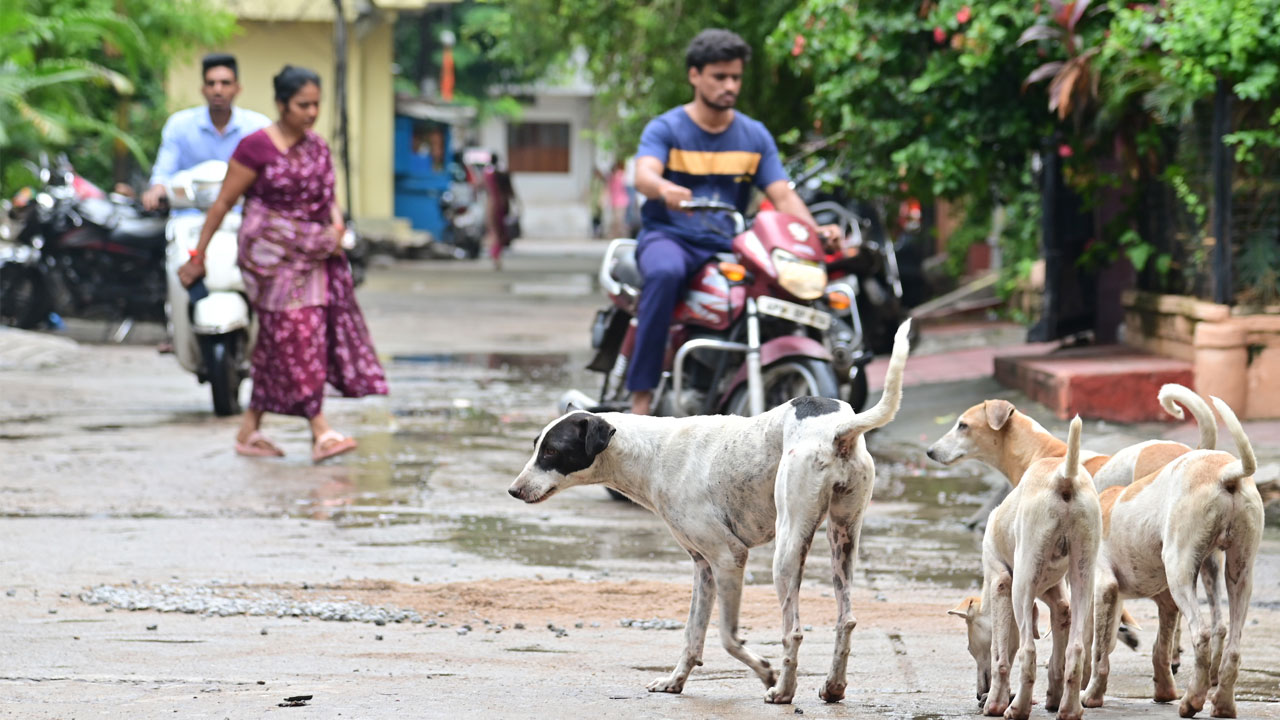 కుక్కల మలవిసర్జనతో ఆరోగ్యముప్పు