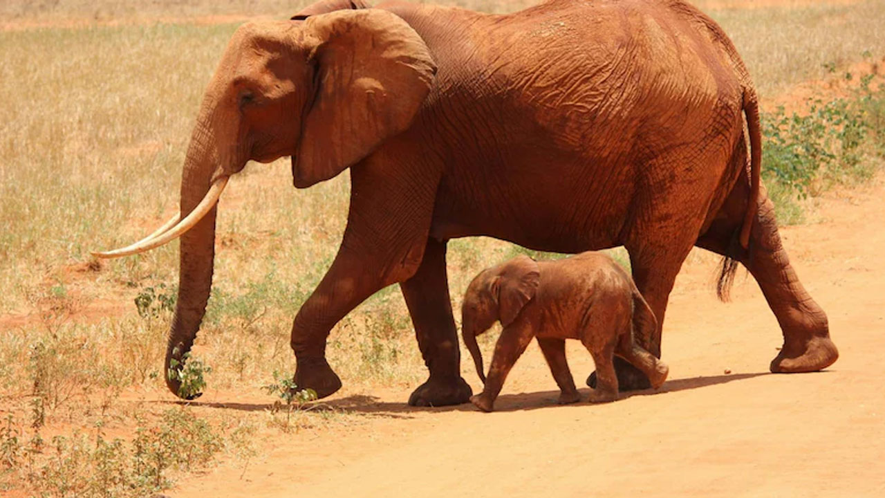 Elephants: 23 ఏనుగుల వేట‌కు ఆదేశం.. ప్ర‌భుత్వ నిర్ణ‌యాన్ని వ్య‌తిరేకిస్తున్న జంతుహ‌క్కుల సంఘాలు