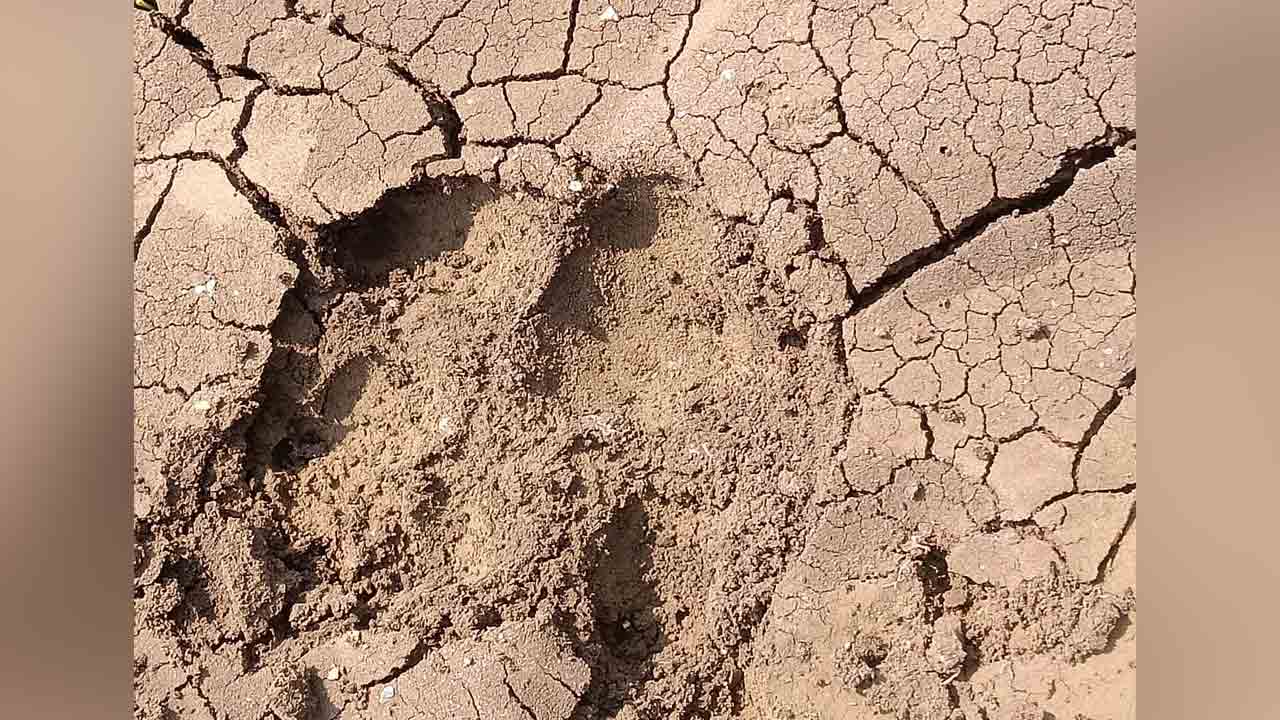 Foot