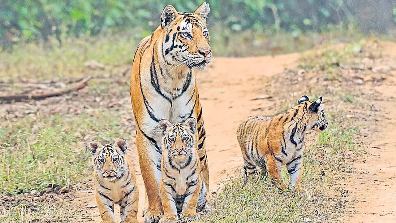 పులుల రాజ్యం చూసొద్దామా!