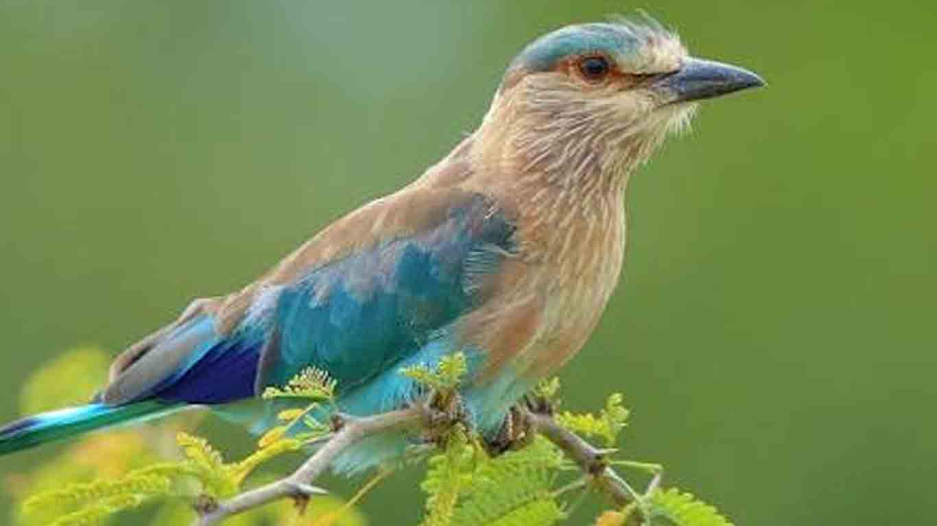 Indian Roller | పాలపిట్టను విడుదల చేసిన ఘటనపై కేసు నమోదు