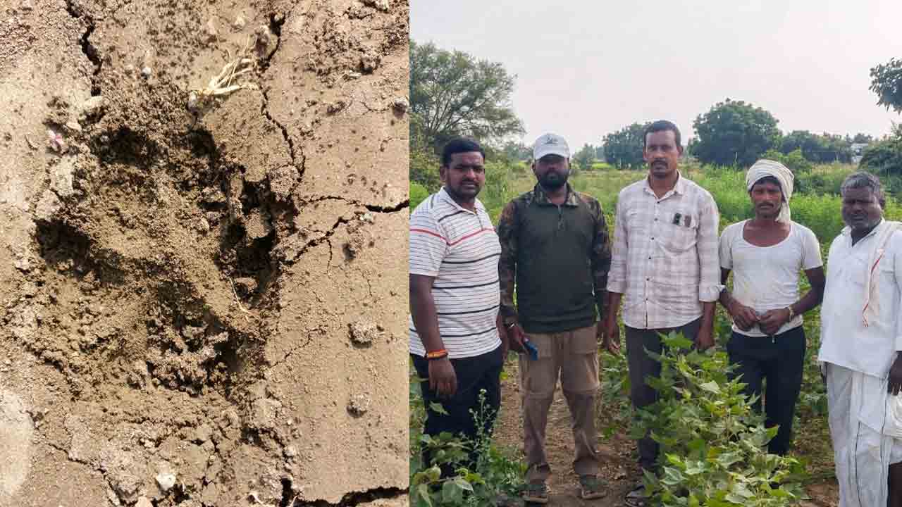 Leopard | పల్సి గ్రామ శివారులో చిరుత సంచారం.. అప్రమత్తంగా ఉండాలని అటవీ అధికారుల సూచన..!
