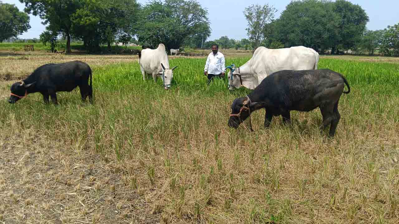చేతికొచ్చిన పంట పశువుల పాలు.. నీళ్లు, కరెంట్‌ లేక రైతుల ఇబ్బందులు