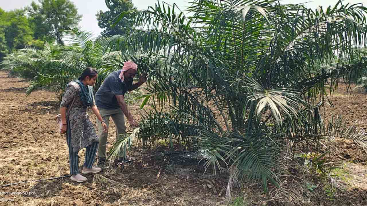 Oil palm | సింగరేణి మండలంలో విస్తరిస్తున్న ఆయిల్‌పామ్ తోటలు