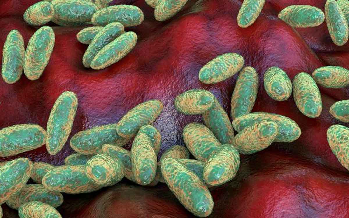Pneumonic Plague | న్యుమోనిక్ ప్లేగు అంటే ఏమిటి.. ప్లేగులో ఎన్ని ర‌కాలు ఉన్నాయి..?