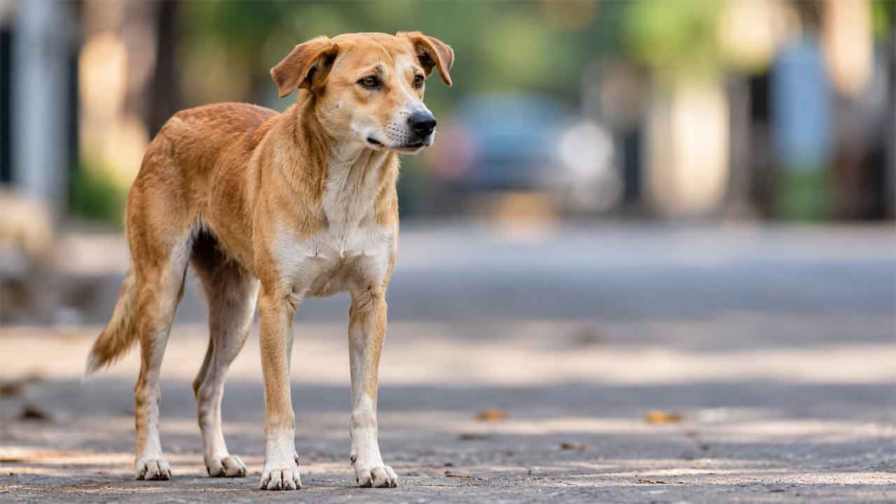 Animal Abuse | కొంపల్లిలో కుక్కపై సెక్యూరిటీ గార్డు లైంగిక దాడి..  క్యాబిన్‌లోకి తీసుకెళ్లి మరీ అఘాయిత్యం