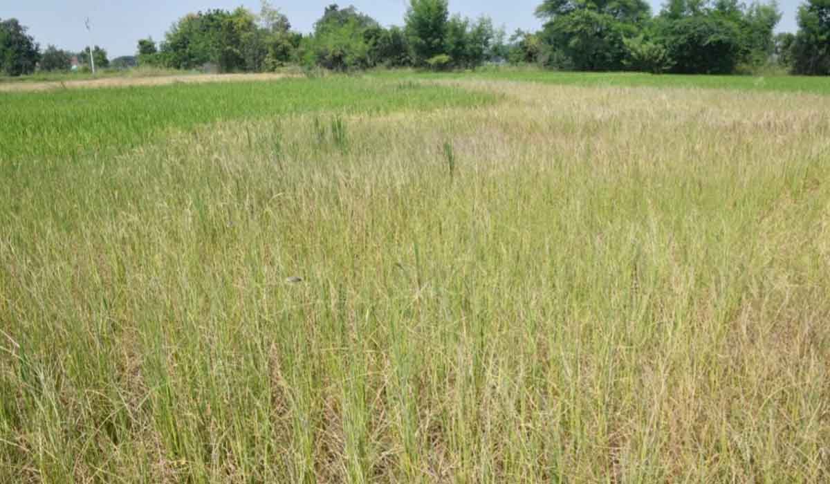 Karimnagar | ఎల్‌నీనో ఎఫెక్ట్‌.. ఎండుతున్న పంటలు.. కరువు కోరల్లో కరీంనగర్‌
