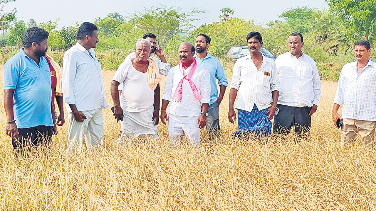 కరెంట్‌ కోతలతోనే ఎండుతున్న పంటలు